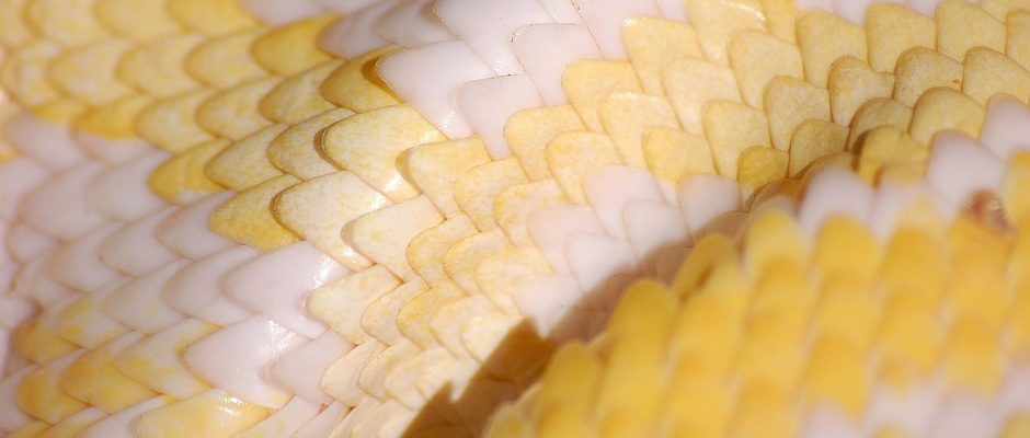 Python – mer än bara kod