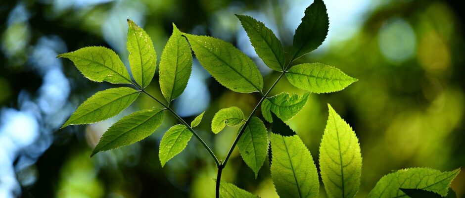 Utforska JavaScript-världens fascinerande bibliotek och ramverk